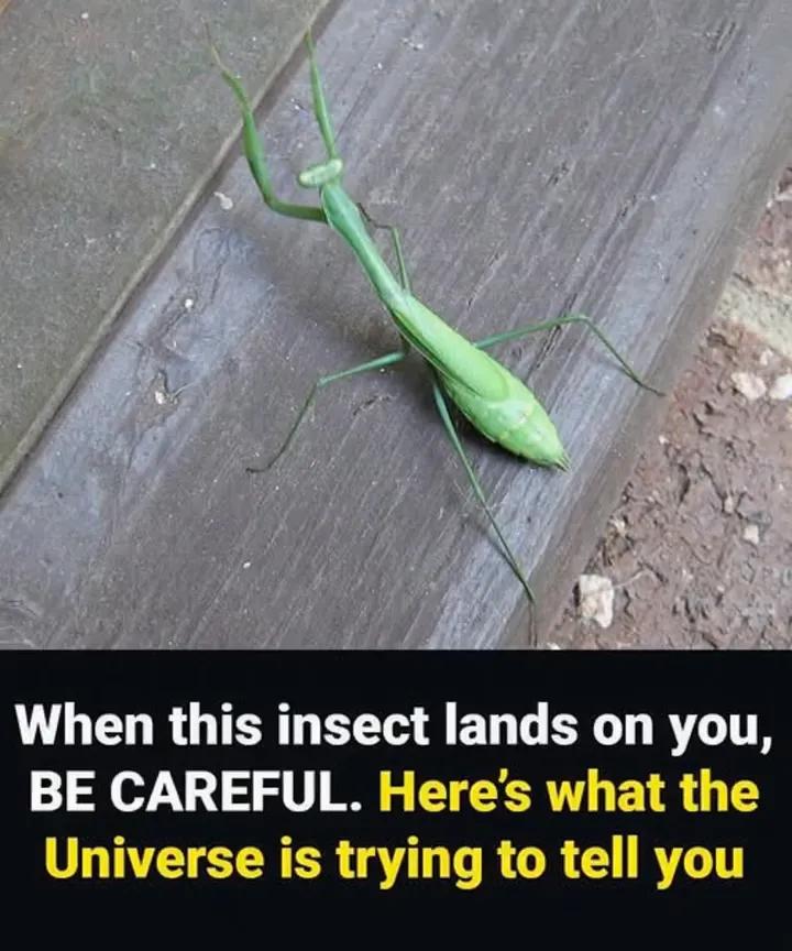 The Hidden Spiritual Message of a Praying Mantis