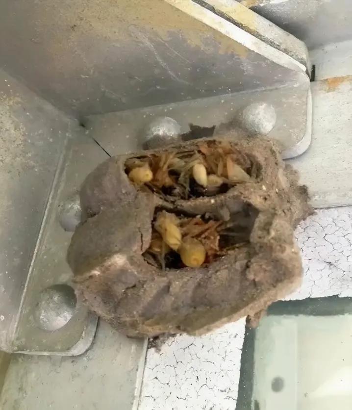 The Forgotten Corner of My Garage Held a Secret from the Past