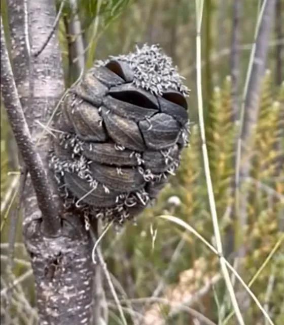 She Thought She’d Captured a Smiling Bird — Nature Had Other Plans